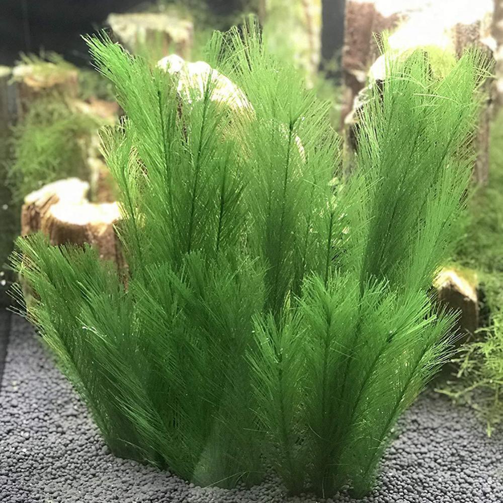 Aquarium Plants Live - 1/3 قطعة 28/40 سنتيمتر حوض للأسماك