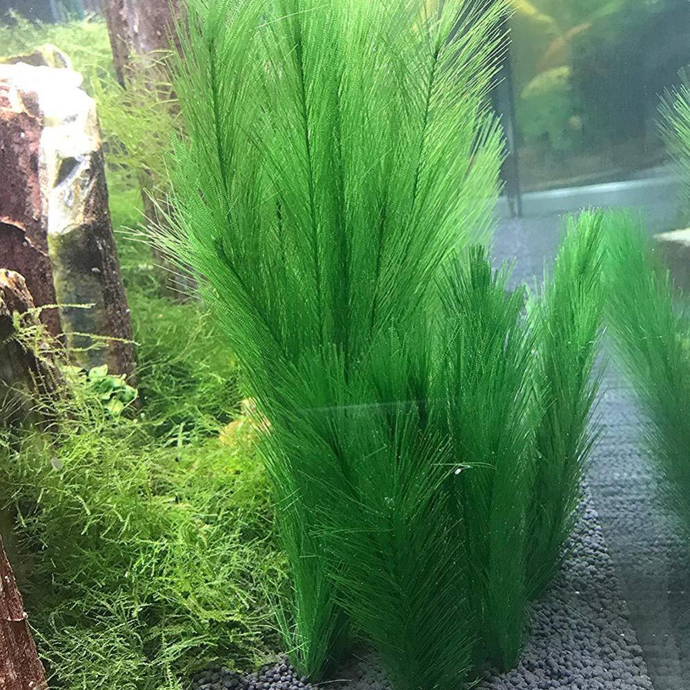 1/3 قطعة 28/40 سنتيمتر حوض للأ - مراجعة Aquarium Plants Live وسعره