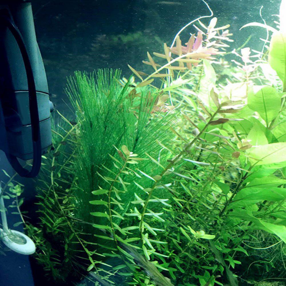 1/3 قطعة 28/40 سنتيمتر حوض للأ - مراجعة Aquarium Plants Live وسعره