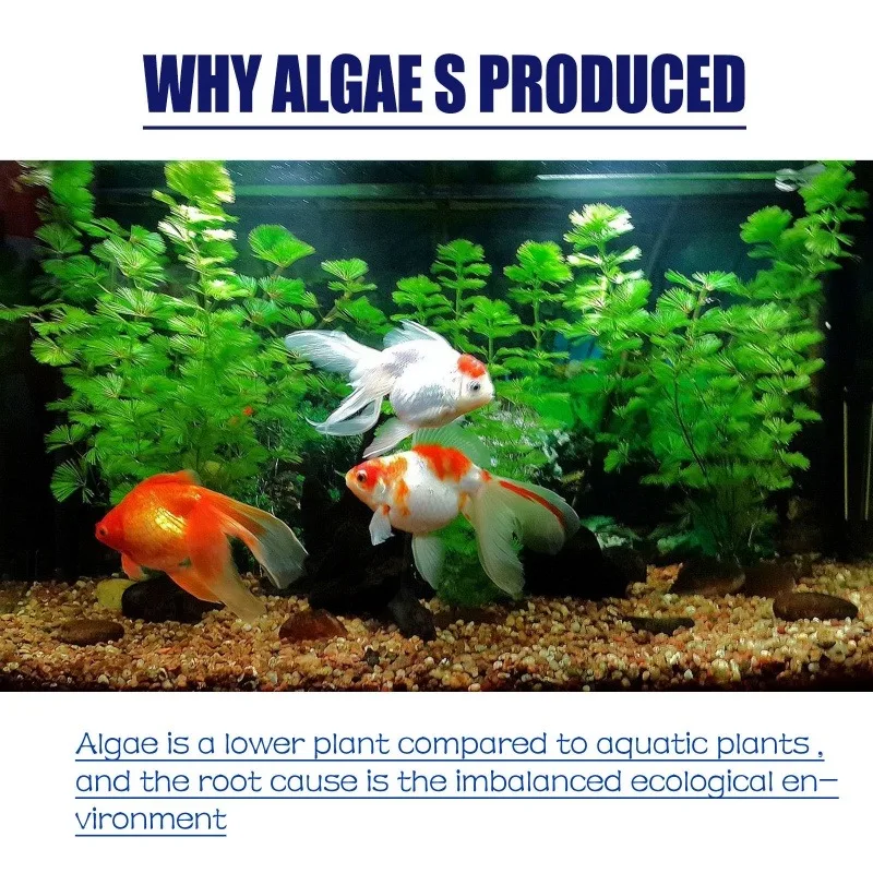 50 جرام من مبيد الطحالب عالي ا - مراجعة Aquarium Moss وسعره