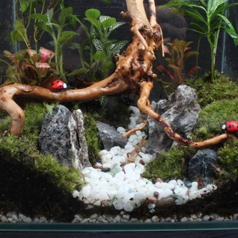 شجرة طبيعية جذع Driftwood لحوض - مراجعة Aquarium Driftwood وسعره