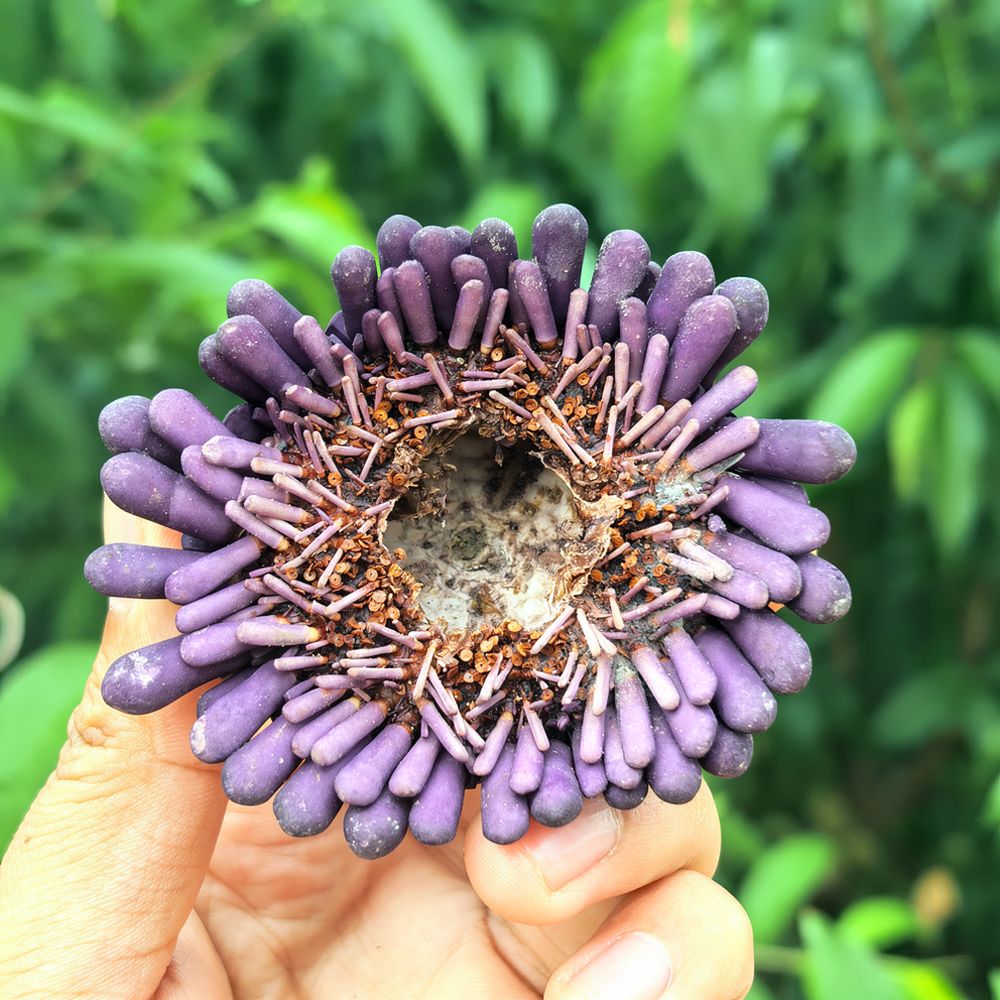 حرفية قنديل البحر لزولانجيه، ز - مراجعة Aquarium Plant Holder وسعره