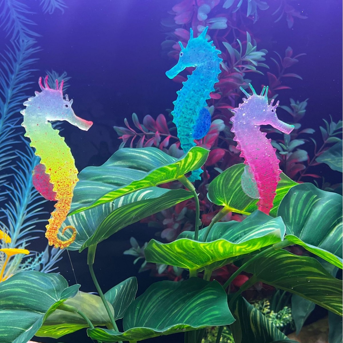 زينة حوض السمك على شكل فرس الب - مراجعة Aquarium Plant Substrate وسعره