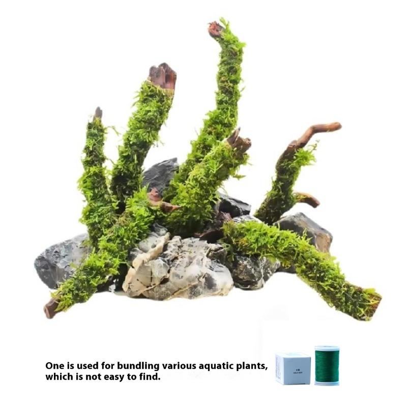 200 متر طبيعي للتحلل الطحلب ال - مراجعة Aquarium Moss وسعره