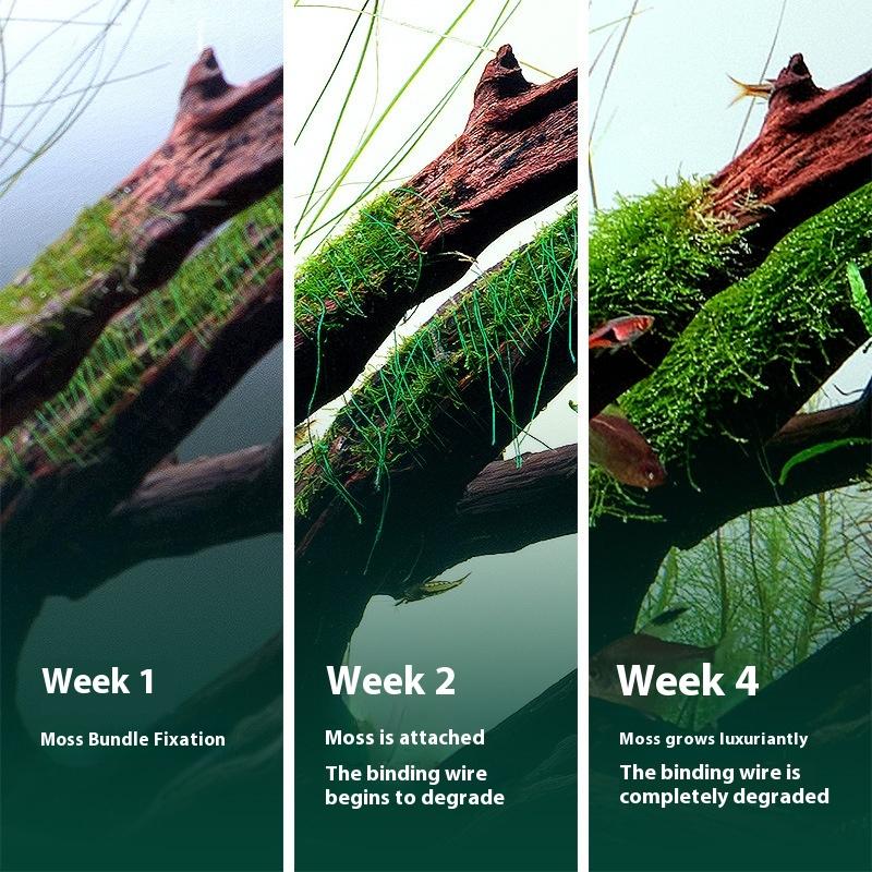200 متر طبيعي للتحلل الطحلب ال - مراجعة Aquarium Moss وسعره