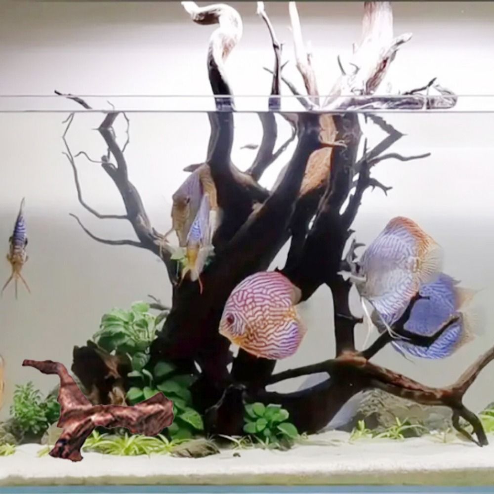 جذور شجرة الأناناس الطبيعية ال - مراجعة Aquarium Plants Live وسعره