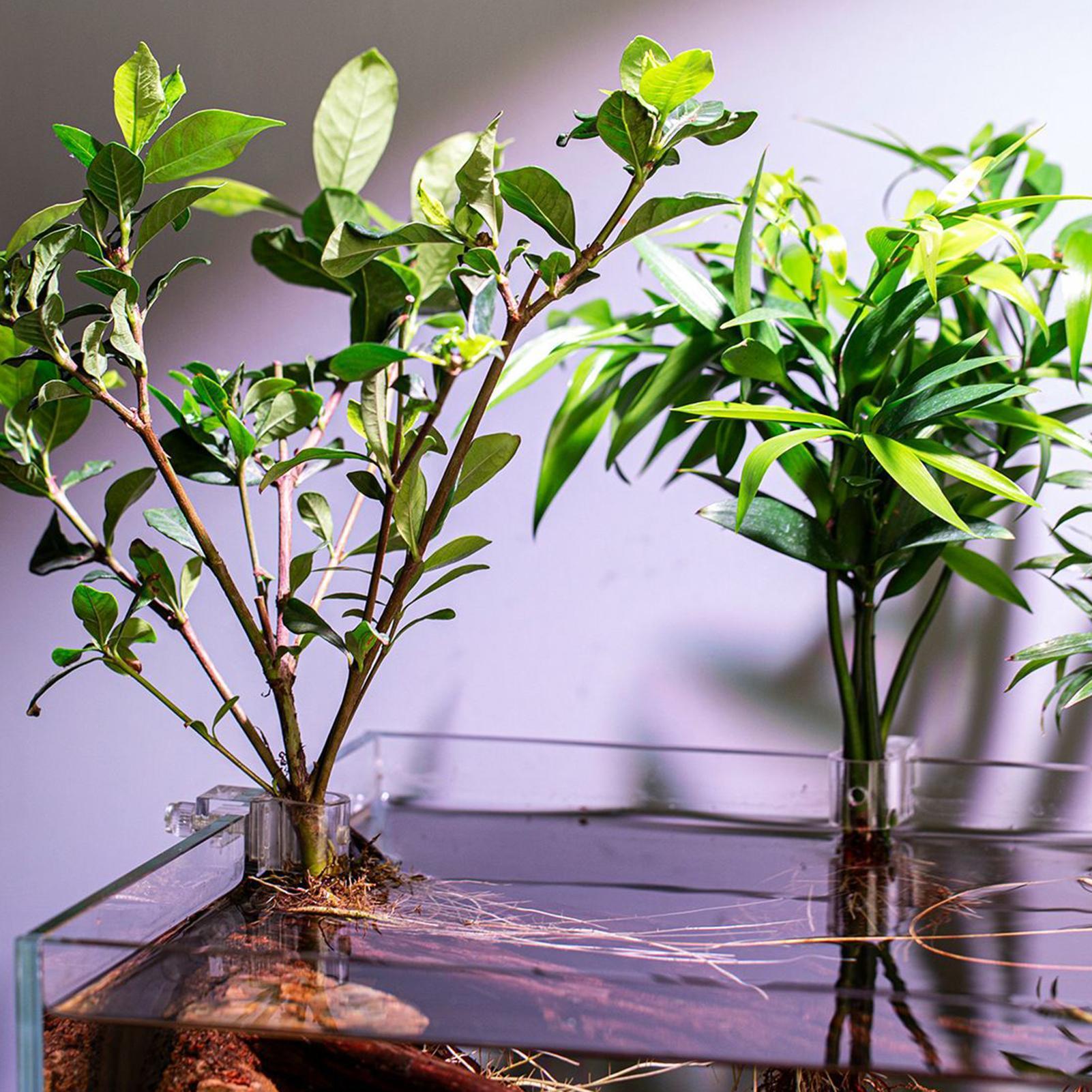 وعاء زراعة صغير لحوض السمك، 6  - مراجعة Aquarium Fertilizer وسعره