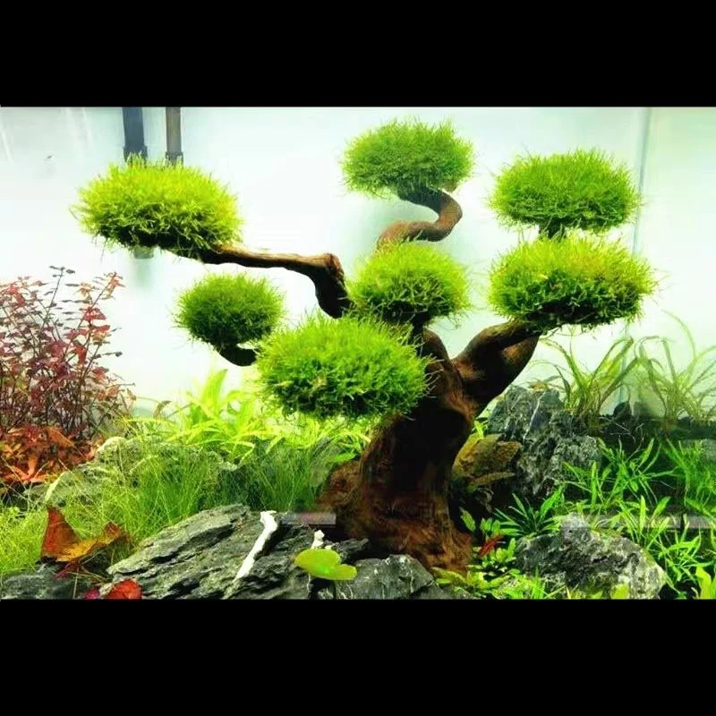 حوض السمك Driftwood المناظر ال - مراجعة Aquarium Driftwood وسعره