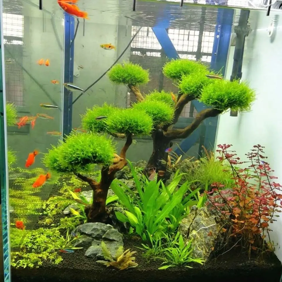 حوض السمك Driftwood المناظر ال - مراجعة Aquarium Driftwood وسعره