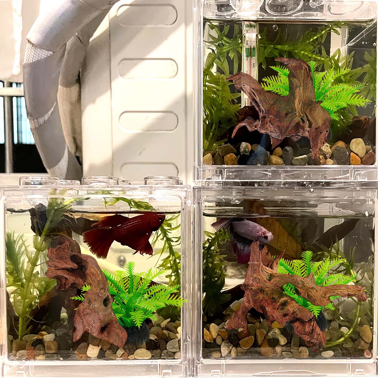 خشب طبيعي قابل للغرق بطول 5-10 - مراجعة Aquarium Driftwood وسعره